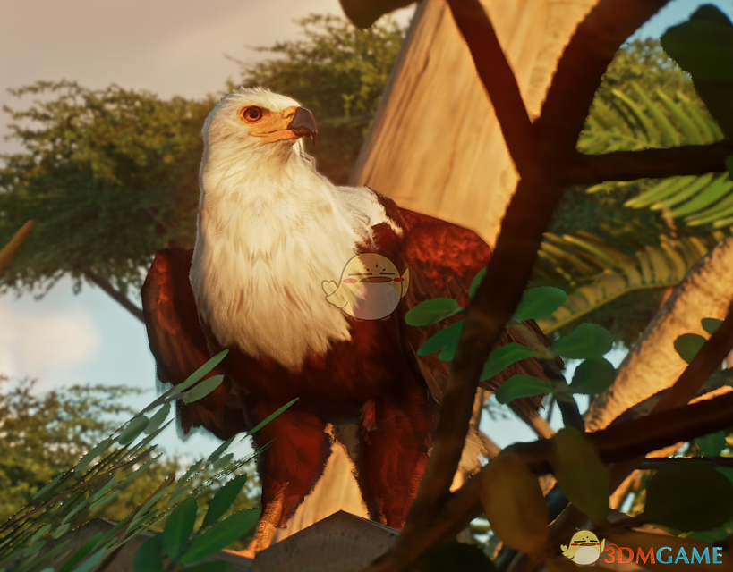 《动物园之星》新物种非洲海雕MOD