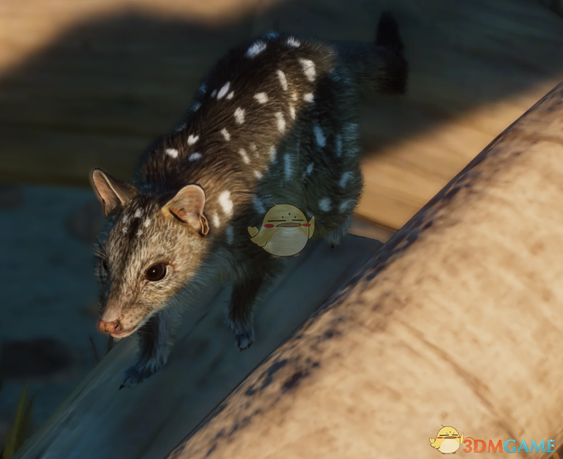 《动物园之星》新物种西部袋鼬MOD