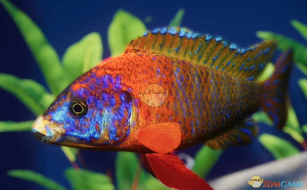 《动物园之星》新物种红宝石鱼MOD