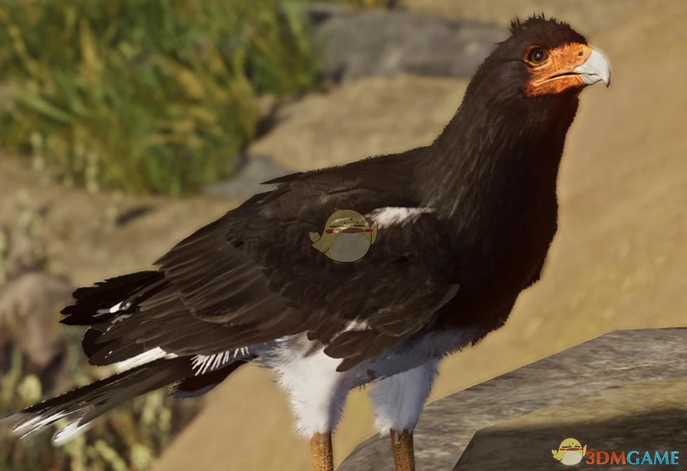 《动物园之星》新物种山地巨隼MOD