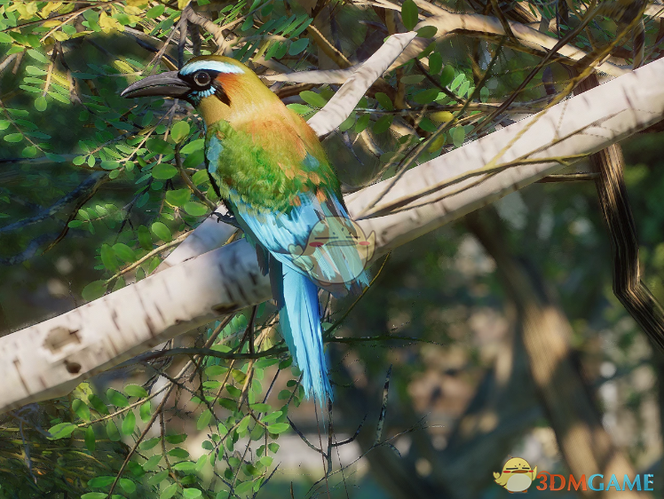 《动物园之星》新物种绿眉翠鴗MOD