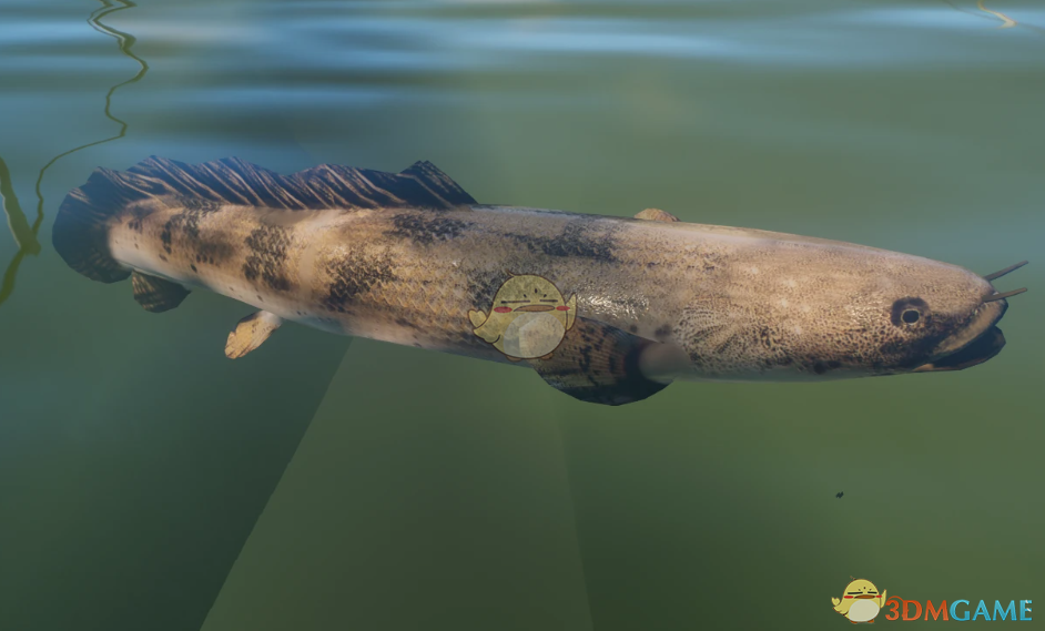 《动物园之星》新物种恩氏多鳍鱼MOD