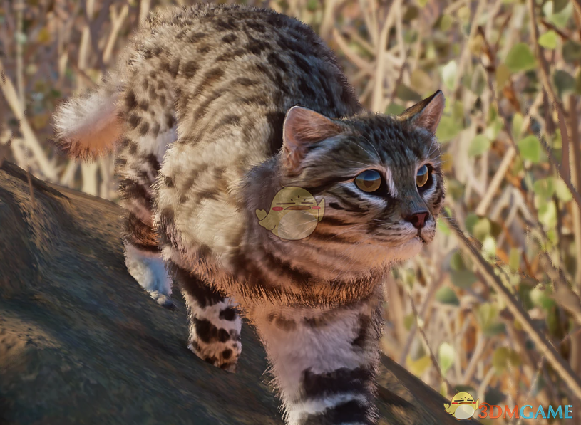 《动物园之星》新物种黑足猫MOD