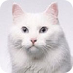 《小白软件管理系统》官方版