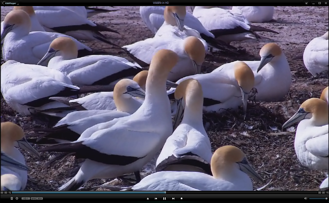 KMPlayer2021.12.23.19