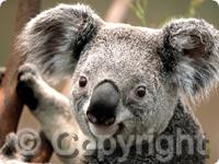 Fotosizer 3.16.0.580-32位