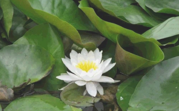 wps office怎么制作电子相册