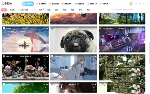 小鸟壁纸怎么使用动态壁纸