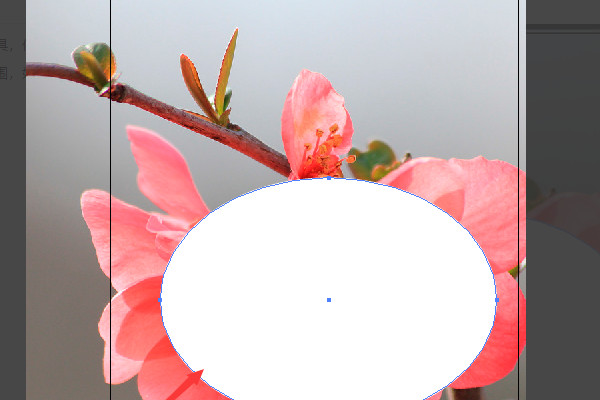 Adobe Illustrator官网版