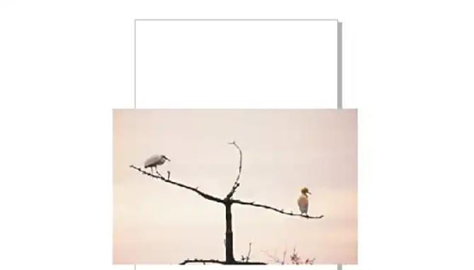 coreldraw怎么矫正图片