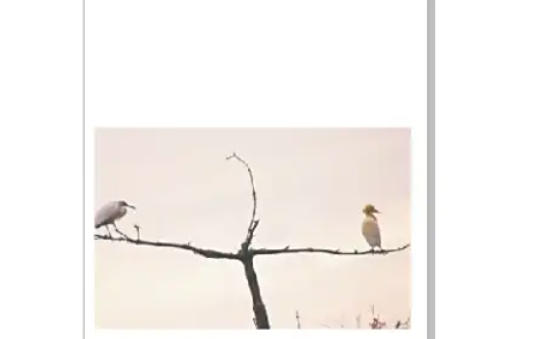 coreldraw怎么矫正图片