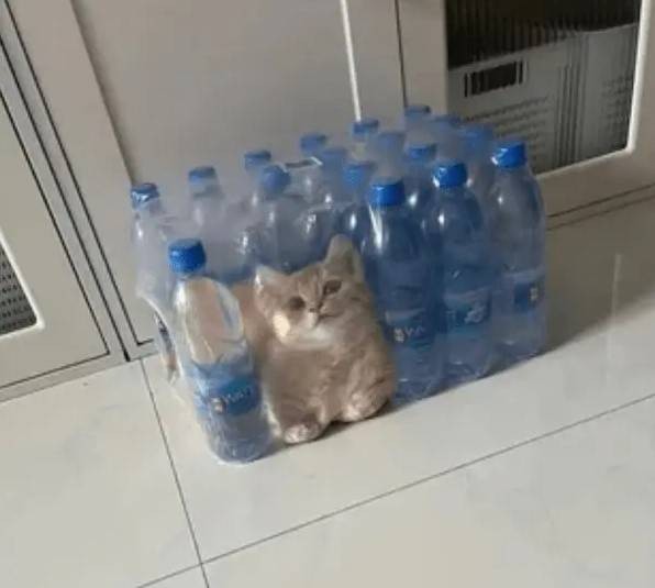 3DM轻松一刻第1582期 面纱也遮不住这绝世的容颜