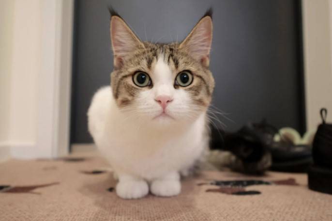 3DM轻松一刻第1582期 面纱也遮不住这绝世的容颜