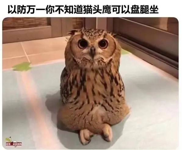 3DM轻松一刻第1587期 妹子的英姿给马都整笑了